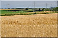 Torridge : Crops Growing