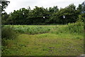 Corn on the Cob field off Elvington Lane