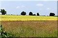 Arable field near Maiden Bower