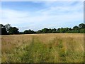 Court Bushy Mead