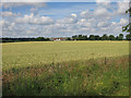 Wheat field by Herkstead Hall Farm