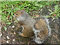 Showing off its fluffy tail in Ruskin Park, Denmark Hill