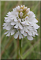 SZ3085 : Pyramidal Orchid (Anacamptis pyramidalis) by Anne Burgess