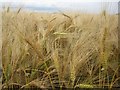 NU1525 : Ripening barley at Wandylaw by Graham Robson