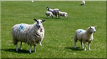 SD9067 : Ewes And Lambs by Rude Health 