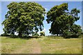 Sweet chestnut trees