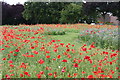 Poppy Field