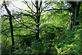 Trees on Wenlock Edge