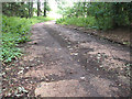 Concrete road in Haveringland Hall Park