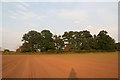 Sandy field and band of trees on the path to West Willoughy