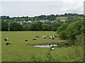 Cattle at a pond, Higher Cownhayne Farm