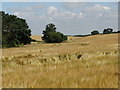 SK5387 : Farmland north of Kirk Croft Road by Neil Theasby