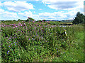 NT6624 : Himalayan Balsam on the banks of the Teviot by Oliver Dixon