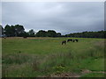 Grazing, west of Elgin