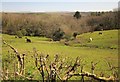 Grazing land near Broadwell