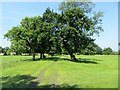 Footpath through farmland