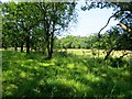 Uncultivated grassland near Barrow