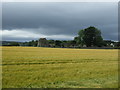 Crop field towards Kinloss Abbey