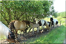 NX7085 : Horses near Laggan by Billy McCrorie