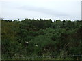 Woodland, Nairn Dunbar Golf Course