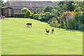 The lawn at Scoreby Grange Farm