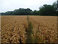 Path through a cornfield