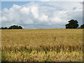 X0096 : Wheatfield north of Tallow by David Purchase
