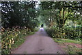 Mid Devon : Country Lane