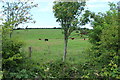 Farmland at Kirklands, Kirkoswald