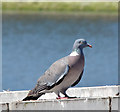 J3473 : Wood pigeon, River Lagan, Belfast (July 2014) by Albert Bridge