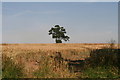 Lone tree in a field next to the footpath to Ulceby