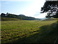 Grassy field to the north of Auchmore