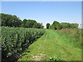 Kirby  Drain  and  Field  Beans