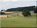 Fields near Eastnor