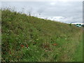 Embankment beside the A96