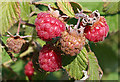 NJ7650 : Wild Raspberry (Rubis idaeus) by Anne Burgess
