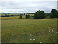 Crop field off the A96