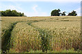 Wheat Field