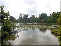 TQ4124 : Ten Foot Pond - Sheffield Park by Paul Gillett