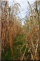 North Devon : Crop Field