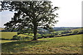 North Devon : Grassy Field