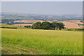 North Devon : Grassy Field