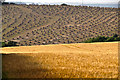 North Devon : Countryside Scenery