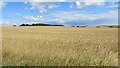 Fife arable