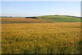 Acres and Acres of Barley