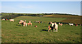 Cattle near Craigieley