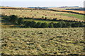 Haymaking