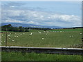 Grazing near Conon Bridge