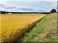 Beside National Cycle Network Route 1 near Munlochy