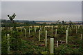 New plantation at Hartly Wood Cottages